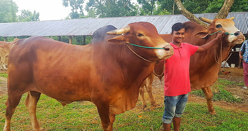 কক্সবাজারের উখিয়ার চৌধুরী এগ্রো খামারে কোরবানির মোটাতাজা গরু। বিশাল লাল গরু লুকাকুর (রাখাল ছেলের ডান দিকে) সঙ্গে এমবাপ্পে। ছবি: আব্দুল কুদ্দুস