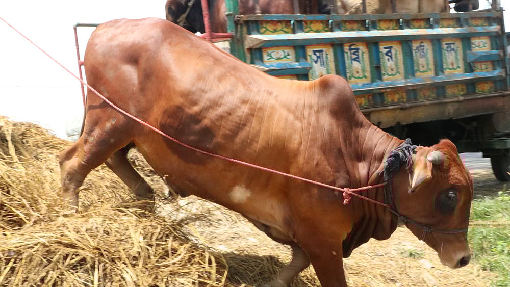 ছবি: এম রাশেদুল হক