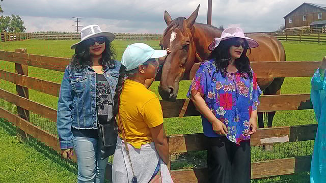 আমিশদের ঘোড়া