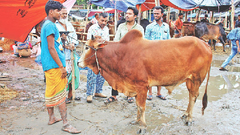 রাজধানীর বিভিন্ন কোরবানির পশুর হাটে ঈদের আগের দিন গরুর দাম অনেক কমে যায়। ঈদের আগের দিন কমলাপুর গরুর হাটে। ছবি: প্রথম আলো