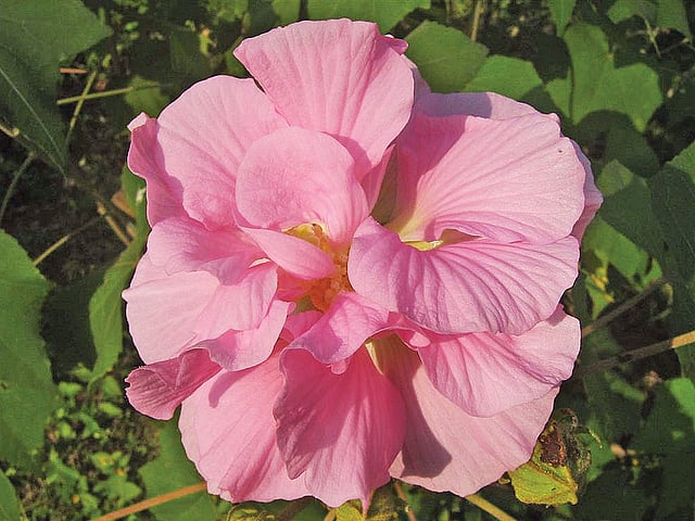 স্থলপদ্ম