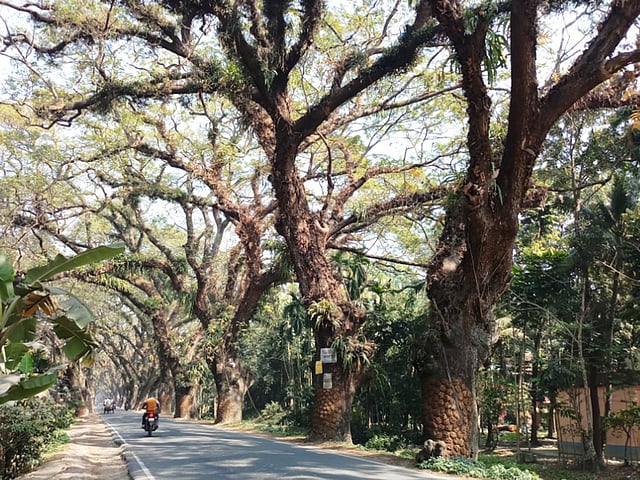 মুক্তিযুদ্ধের স্মৃতিবিজড়িত যশোর রোডের গাছ কাটার সিদ্ধান্ত নিয়ে বাংলাদেশ ও ভারত দুই দেশের পরিবেশবাদীরা আন্দোলন শুরু করেন। ছবি: প্রথম আলো
