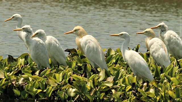 মাছ ধরার জন্য কাপ্তাই হ্রদের কচুরিপানায় ঘাপটি মেরে বসে আছে বকের কয়েকটি ছানা। ভালেদি আদাম, রাঙামাটি শহর, ৫ সেপ্টেম্বর। ছবি: সুপ্রিয় চাকমা