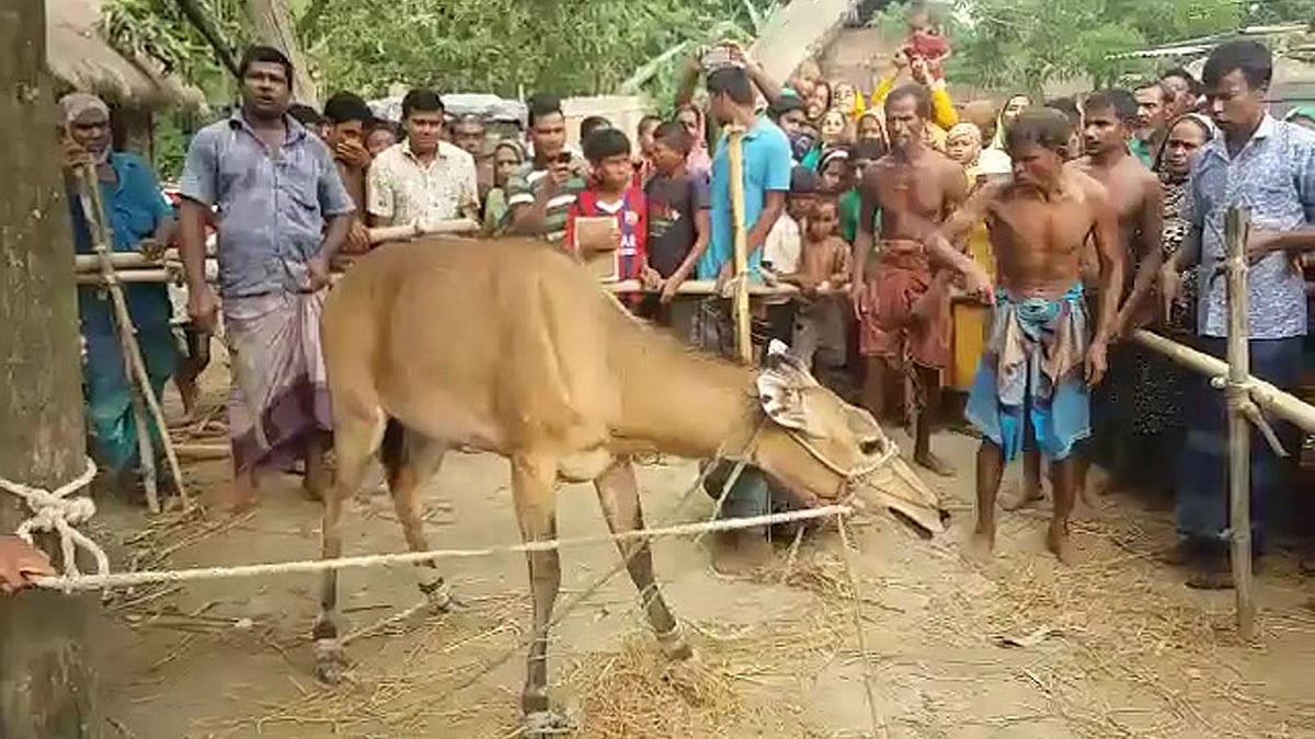 নীলগাই দেখতে মানুষের ভিড়। গতকাল ঠাকুরগাঁওয়ের রানীশংকৈলের যদুয়ার গ্রামে।  প্রথম আলো