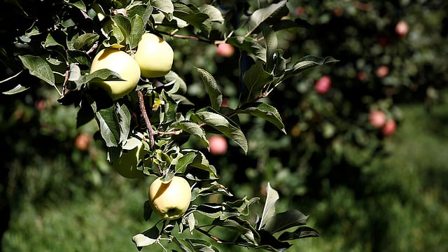 গাছে ঝুলছে গোল্ডেন আপেল। স্টাজম্যান রাঞ্চ, ওয়েনাটশি, ওয়াশিংটন, যুক্তরাষ্ট্র, ২ সেপ্টেম্বর। ছবি: রয়টার্স