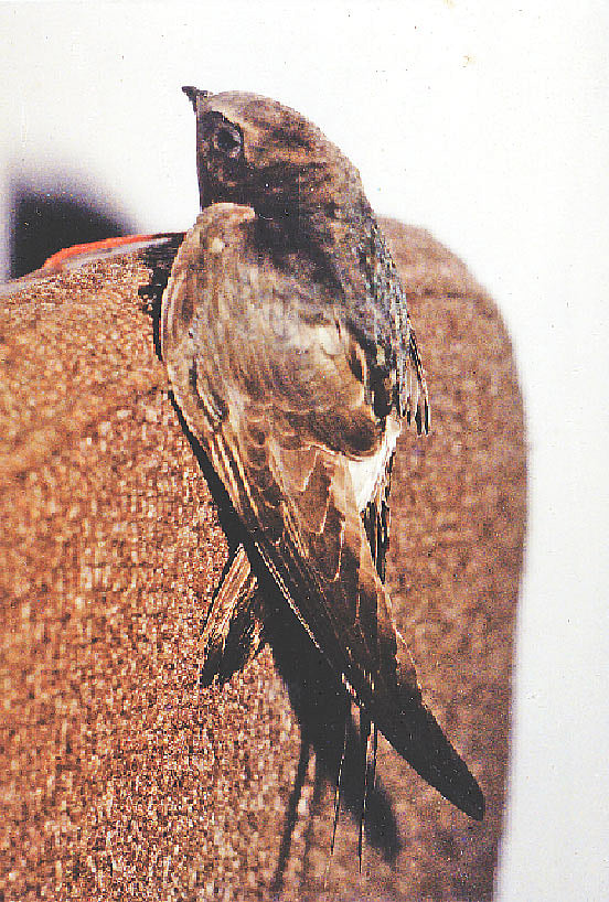 আবাবিল বা চাতক পাখি।  ছবি: বাংলাদেশ ওয়াইল্ড লাইফ ক্লাব