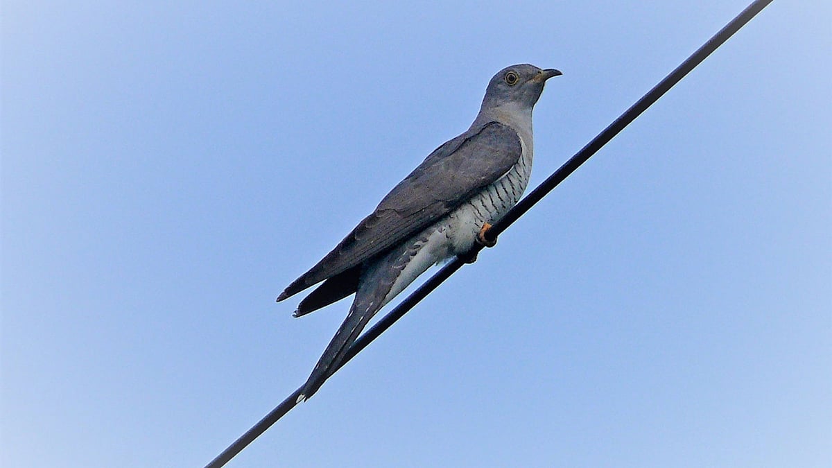 ‘বউ কথা কও’ পাখি। বঙ্গবন্ধু শেখ মুজিবুর রহমান কৃষি বিশ্ববিদ্যালয় ক্যাম্পাসে।  ছবি: লেখক