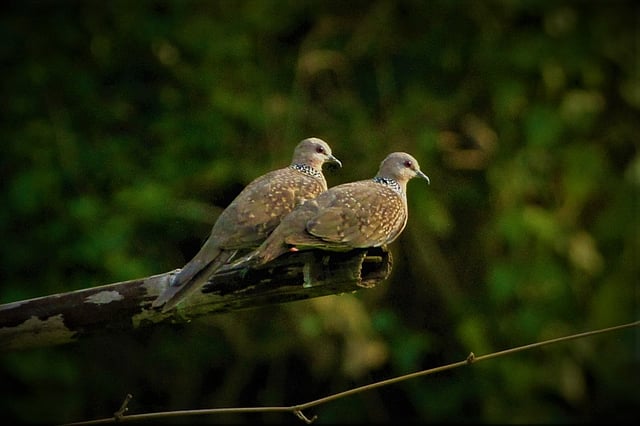 পাহাড়ে দেখা মেলে তিলা ঘুঘু। বগাপাড়া, ঘাগড়া, কাউখালী, রাঙামাটি, ৬ সেপ্টেম্বর। ছবি: সুপ্রিয় চাকমা