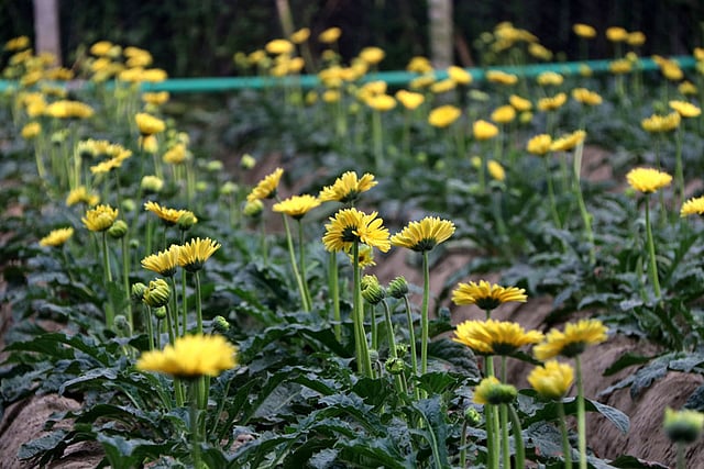 বাংলাদেশেও বাণিজ্যিকভাবে জারবেরা ফুল চাষ হচ্ছে। এই ফুলের চাহিদা ব্যাপক। বগুড়ার শাজাহানপুর উপজেলার নয়মাইল এলাকায় একটি প্রতিষ্ঠান দুই বিঘা জমিতে বাণিজ্যিক ভাবে এই ফুলের চাষ শুরু করেছে। ভোর থেকে বিক্রির জন্য ফুল তোলা শুরু হয়। নয়মাইল, শাজাহানপুর, বগুড়া, ৮ সেপ্টেম্বর। ছবি: সোয়েল রানা