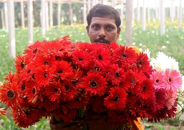 সারা বিশ্বে ফুলের বাজারে তুঙ্গে রয়েছে জার্বেরা। জার্মান পরিবেশবিদ ট্রাগোট জরবার প্রথম এই ফুলের অস্তিত্ব আবিষ্কার করেন। তাঁর নামানুসারে ফুলটির নাম জার্বেরা। দিন দিন জার্বেরা ফুল চাষ বাংলাদেশসহ সারা বিশ্বে বৃদ্ধি পাচ্ছে। বাংলাদেশেও বাণিজ্যিকভাবে ফুলটির চাষ হচ্ছে। কিষান বোটানিক লিমিটেড নামে একটি প্রতিষ্ঠান বাণিজ্যিকভাবে জার্বেরা ফুল চাষ শুরু করেছে। নয়মাইল এলাকা, শাজাহানপুর উপজেলা, বগুড়া, ৮ সেপ্টেম্বর। ছবি: সোয়েল রানা