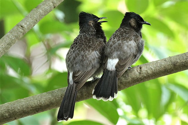 গাছের ছায়ায় নীরব বসে জোড়া বুলবুলি। খেপ্পোপাড়া, শহরতলি, রাঙামাটি, ৮ সেপ্টেম্বর। ছবি: সুপ্রিয় চাকমা