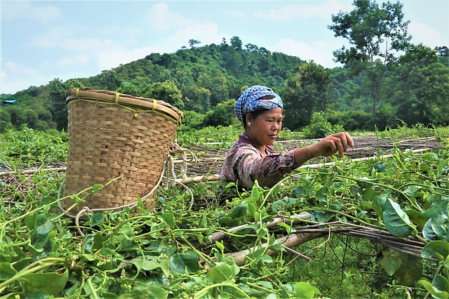 মাচাংয়ে বেয়ে ওঠা পুঁইশাক তুলছেন তঞ্চঙ্গ্যা নারী। এগুলো হাটে বিক্রি করবেন। ত্রিপুরাছড়া, ওয়াগ্গা, কাপ্তাই উপজেলা, রাঙামাটি, ৬ সেপ্টেম্বর। ছবি: সুপ্রিয় চাকমা