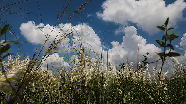 শরতের নীল আকাশে সাদা মেঘের ভেলা। শুভ্র কাশফুল প্রকৃতির সঙ্গে মিশে একাকার। শহীদ নগর, কেরানীগঞ্জ, ঢাকা, ৯ সেপ্টেম্বর। ছবি: দীপু মালাকার