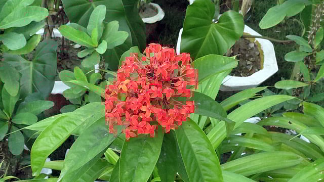 দৃষ্টিনন্দন রঙ্গন। ভোলা সরকারি বালক উচ্চবিদ্যালয়, ৯ সেপ্টেম্বর। ছবি: নেয়ামতউল্যাহ