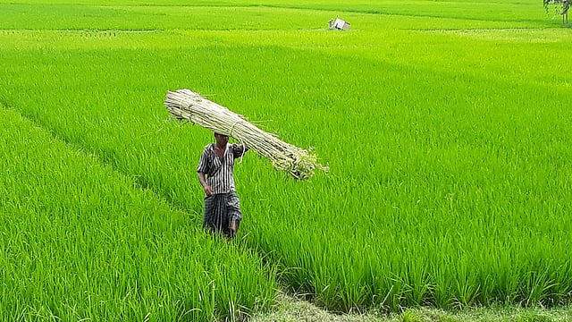 সবুজের বুকচেরা পথরেখা ধরে যাচ্ছেন কৃষক। খেত থেকে কেটে নেওয়া পাট জাগ দিয়ে পচিয়ে বের করে আনবেন সোনালি আঁশ। জয়ানপুর গ্রাম, ধানগড়া ইউনিয়ন, রায়গঞ্জ উপজেলা, সিরাজগঞ্জ, ৯ সেপ্টেম্বর। ছবি: সাজেদুল আলম