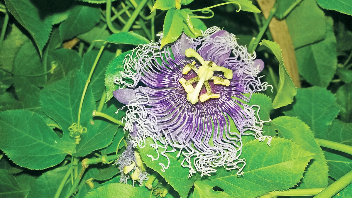 নীল ঝুমকোলতা ফুল। ঢাকায় জাতীয় বৃক্ষমেলা থেকে তোলা।  ছবি: লেখক