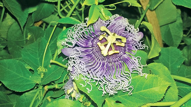 নীল ঝুমকোলতা ফুল। ঢাকায় জাতীয় বৃক্ষমেলা থেকে তোলা।  ছবি: লেখক