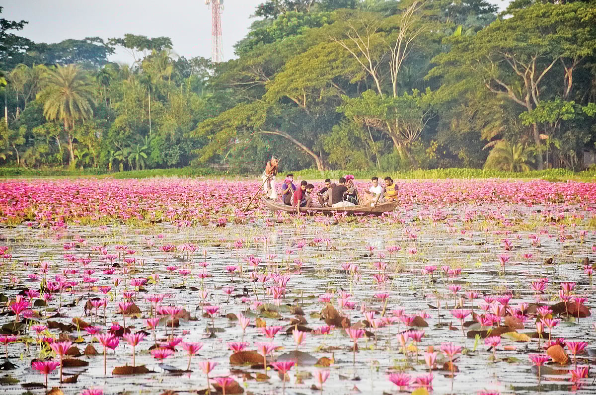 বরিশালের উজিরপুরের সাতলা বিলে পর্যটকেরা। ছবি: সাইয়ান