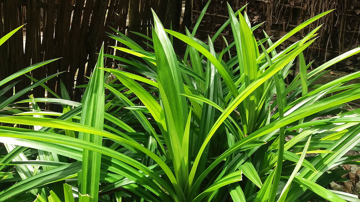 পোলাওপাতাগাছ। নড়াইলের লোহাগড়া উপজেলার ইতনা গ্রামে। ছবি: লেখক