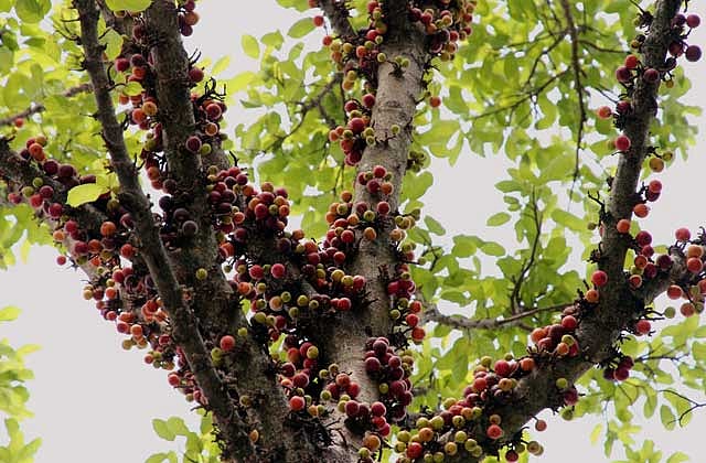 ছবি: ডুমুর