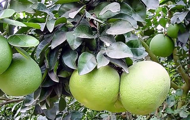 জাম্বুরা