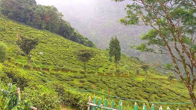 সবুজে ছাওয়া দার্জিলিং। ছবি: ভাস্কর মুখার্জি