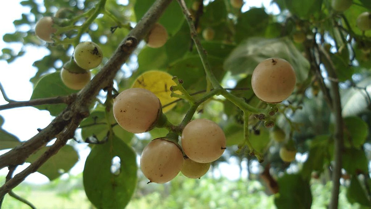 পাকা বউলাগোটা। নোয়াখালীর বেগমগঞ্জ উপজেলার ছয়ানি থেকে তোলা। ছবি: লেখক