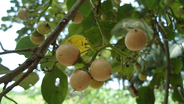 পাকা বউলাগোটা। নোয়াখালীর বেগমগঞ্জ উপজেলার ছয়ানি থেকে তোলা।  ছবি: লেখক