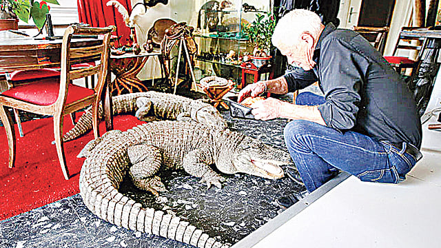 কুমিরকে নিজে খাবার খাওয়ান ফিলিপ জিলেট।