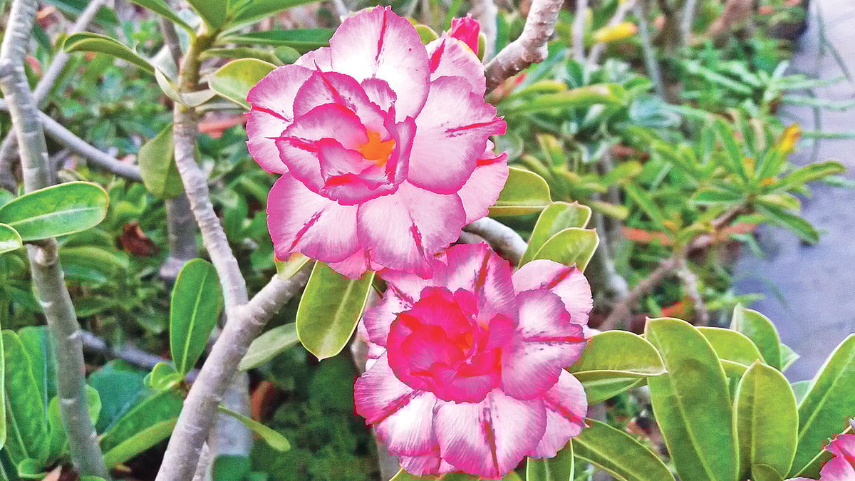 মরু গোলাপ। রাজশাহী উপশহরের এক ছাদবাগানে।  ছবি: লেখক