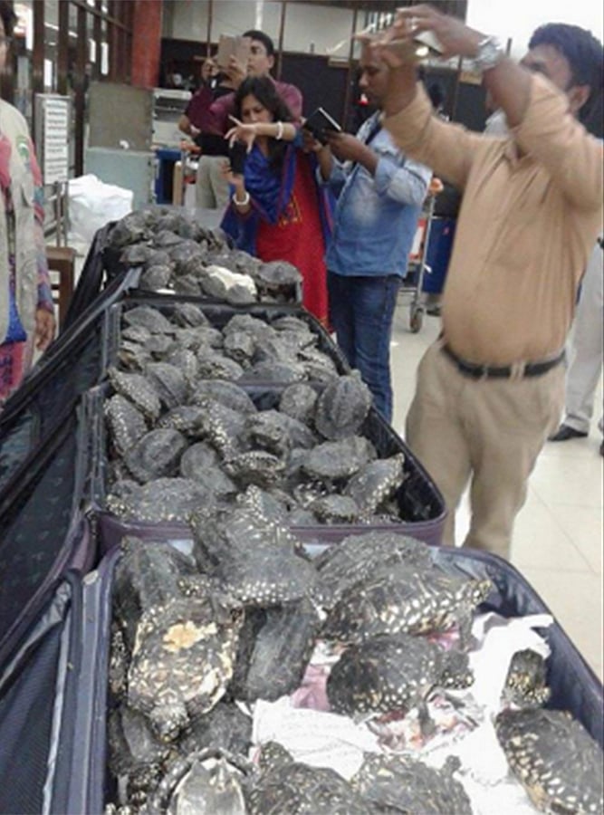 শাহজালাল আন্তর্জাতিক বিমানবন্দরে উদ্ধার হওয়া কচ্ছপ। ফাইল ছবি