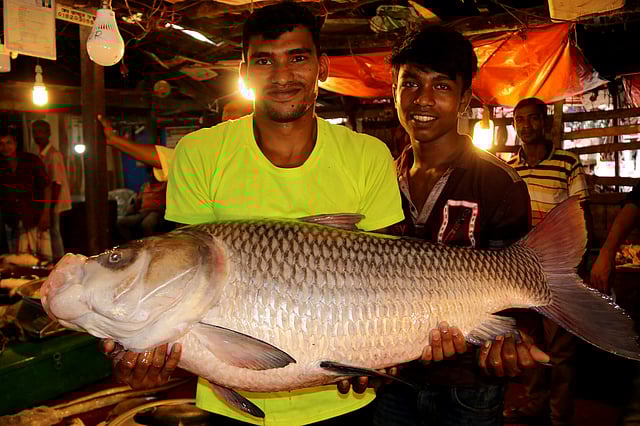 জেলেদের কাছ থেকে মাছটি কিনে মাছবাজারে আনেন এক মাছ ব্যবসায়ী। ছবি: সুপ্রিয় চাকমা