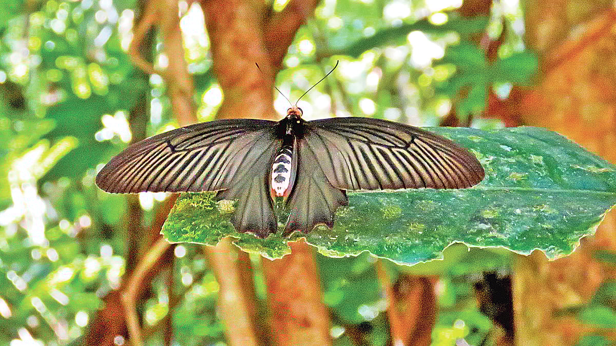 কাপ্তাই জাতীয় উদ্যানের বড় ছড়ায় কেশবতী প্রজাপতি।  ছবি: লেখক