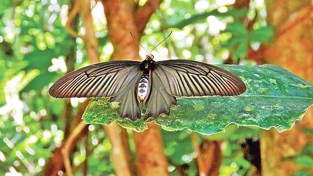 কাপ্তাই জাতীয় উদ্যানের বড় ছড়ায় কেশবতী প্রজাপতি।  ছবি: লেখক