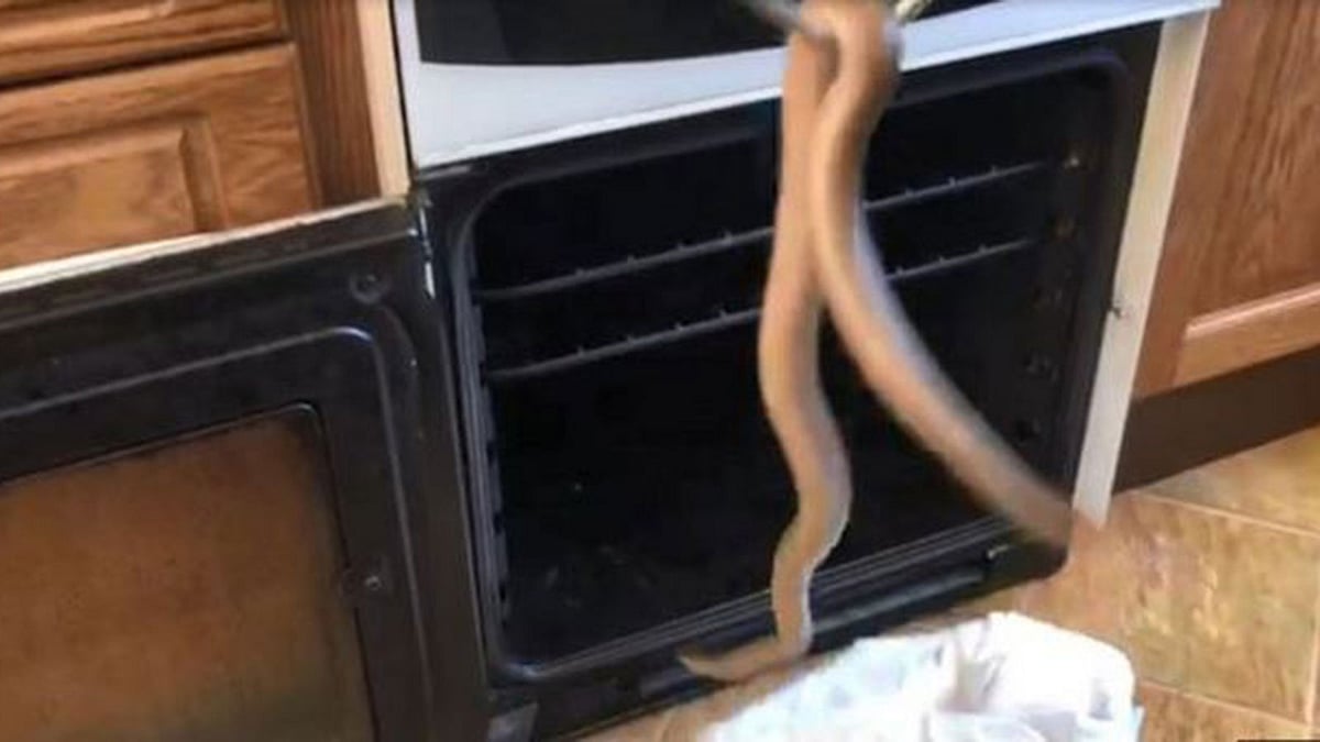 ওভেনের ভেতর থেকে উদ্ধার হওয়া সাপ আফ্রিকান ব্রাউন। ছবি: বিবিসির সৌজন্যে