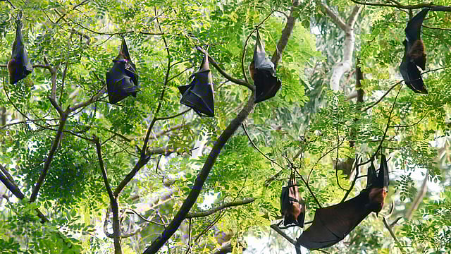 দিনের বেলায় এভাবে গাছে ঝুলে থাকে বাদুড়। গতকাল দুপুরে ঢাকার রমনা পার্কে।  ছবি: হাসান রাজা