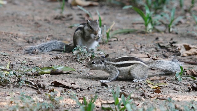 দুই কাঠবিড়ালির খুনসুটি। গতকাল ঢাকার রমনা পার্কে।  ছবি: প্রথম আলো