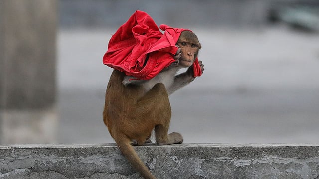 পুরান ঢাকায় এখনো বাড়ির ছাদে-কার্নিশে ঘুরে বেড়ায় রিসাস বানর। সম্প্রতি কোতোয়ালি থানার কৈলাস ঘোষ লেনে।  ছবি: দীপু মালাকার