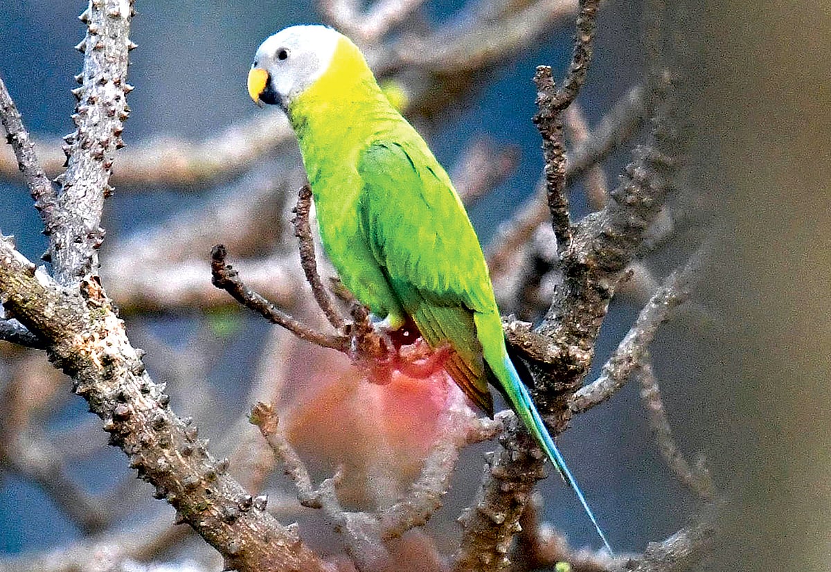কইরিদি টিয়ে, সাতছড়ি জাতীয় উদ্যানে মান্দারগাছে।  ছবি: লেখক