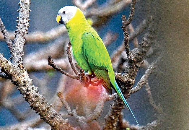 কইরিদি টিয়ে, সাতছড়ি জাতীয় উদ্যানে মান্দারগাছে।  ছবি: লেখক