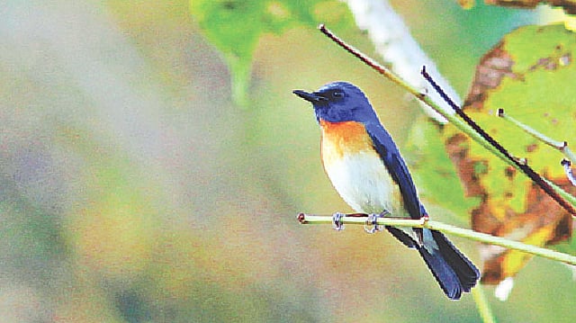 কমলাবুক নীল চটক। বান্দরবানে।  ছবি: মনিরুল খান।
