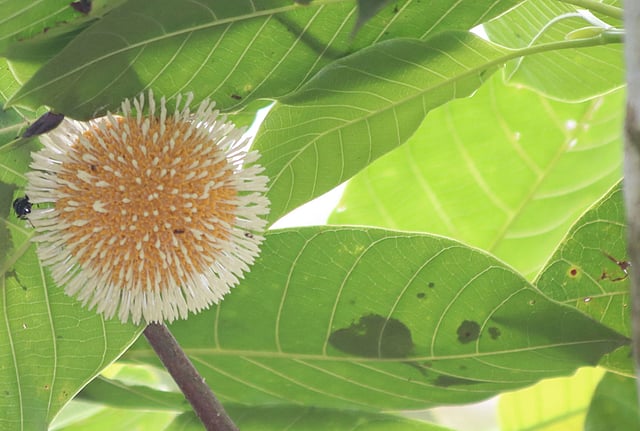 সবুজ পাহাড়ে ফুটেছে কদম ফুল। ফুলের পাপড়িতে আসছে পতঙ্গ। সাবাই সড়ক এলাকা, খাগড়াছড়ি শহর, ১০ অক্টোবর। ছবি: নীরব চৌধুরী