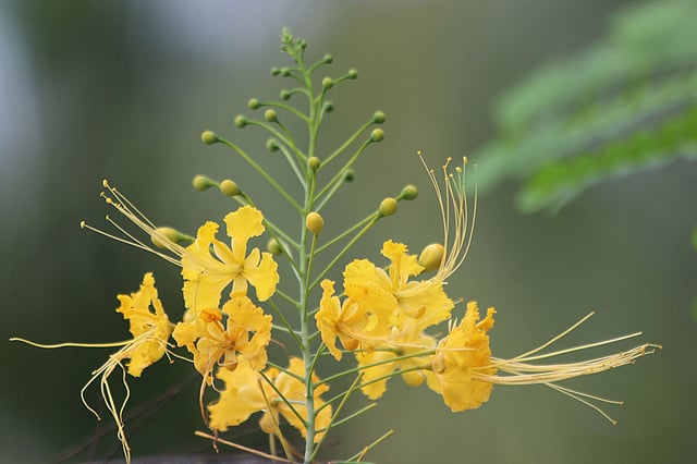 পাহাড়ি এলাকায় শোভা পাচ্ছে হলদে রঙের রাধাচূড়া ফুল। পানখাইয়াপাড়া এলাকা, খাগড়াছড়ি শহর, ১০ অক্টোবর। ছবি: নীরব চৌধুরী