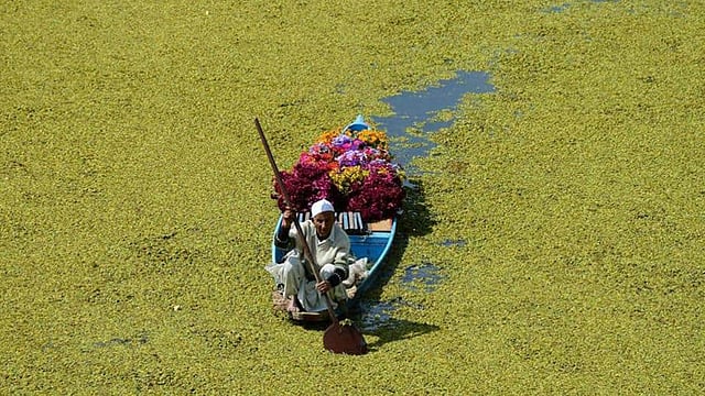 নৌকায় ফুল নিয়ে যাচ্ছেন এই ব্যক্তি। ডাল লেক, কাশ্মীর, ভারত, ১৪ অক্টোবর।  ছবি: এএফপি