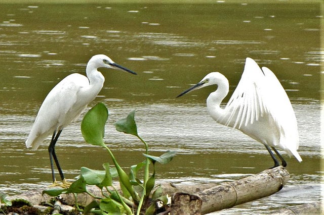 পাহাড়ি ছড়ায় ভাসছে বাঁশের ভেলা। গুঁড়ি গুঁড়ি বৃষ্টির মধ্যে সেই ভেলায় দাঁড়িয়ে শিকারের অপেক্ষায় দুই বক। কুতুকছড়ি ছড়া, রাঙামাটি সদর, ১৩ অক্টোবর। ছবি: সুপ্রিয় চাকমা