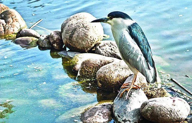 পাথরে বসে গ্রিন হিরন পাখি