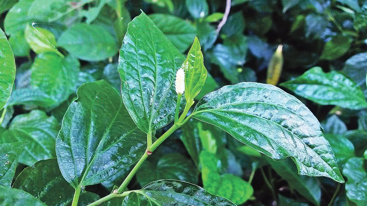 পিপুলগাছ। বগুড়া সদরের মধুমাঝিড়া গোলাবাড়ি গ্রামে। ছবি: লেখক