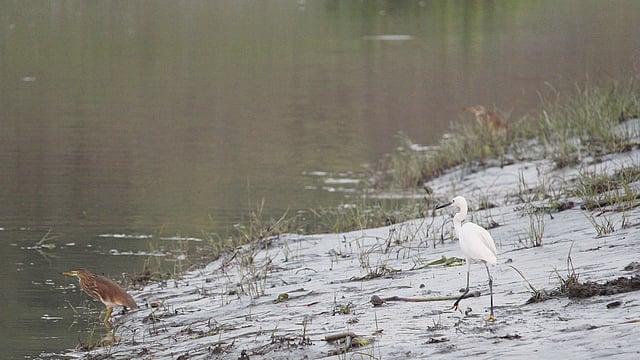 জোয়ার আসছে। পানিতে ভেসে আসবে মাছ। সেই মাছ শিকারের অপেক্ষায় বক দুটি। করাতির খাল, চর টবগী, মদনপুর, দৌলতখান, ভোলা, ১৬ অক্টোবর। ছবি: নেয়ামতউল্যাহ