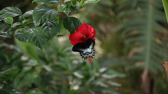 বাগানে ফুটে থাকা জবা ফুলের মধু আহরণে ব্যস্ত প্রজাপতি। দক্ষিণ গোয়ালচামট এলাকা, ফরিদপুর শহর, ১৯ অক্টোবর। ছবি: আলীমুজ্জামান