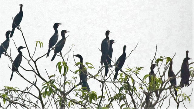 পানকৌড়িরা ঝাঁক বেঁধে বসে আছে গাছের ডালে। কাপ্তাই হ্রদের মাছ শিকারি ওরা। লংগদুর কাট্টলী এলাকা, রাঙামাটি, ১৯ অক্টোবর। ছবি: সুপ্রিয় চাকমা